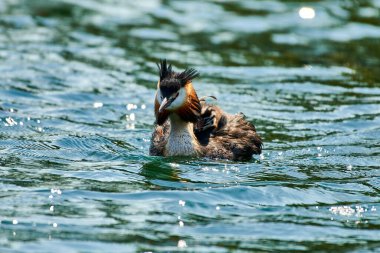 Büyük ibikli yunus balığı gölde yavrularının yanında yüzüyor.