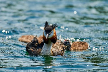 Büyük ibikli yunus balığı gölde yavrularının yanında yüzüyor.
