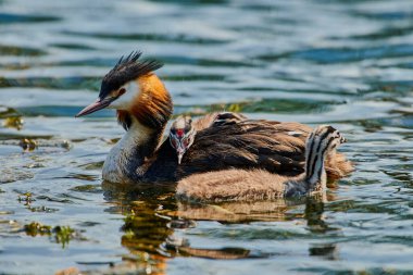 Büyük ibikli yunus balığı gölde yavrularının yanında yüzüyor.