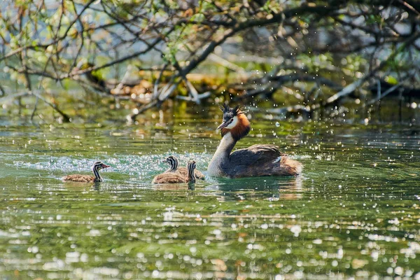 Grande Cresta Grebe Nadando Lago Lado Sus Polluelos —  Fotos de Stock