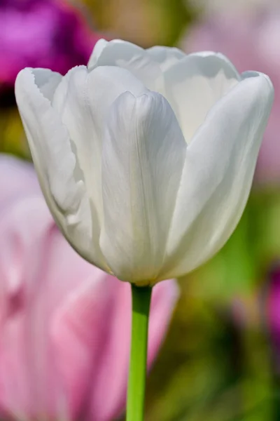 Flores Brancas Tulipa Primavera Com Tulipas Desfocadas Fundo Foco Seletivo — Fotografia de Stock