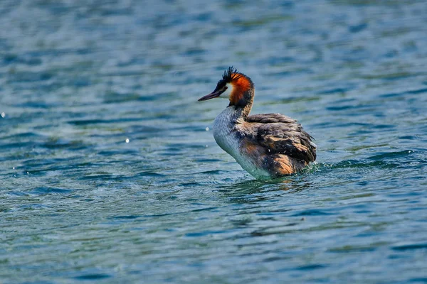 Grande Cresta Grebe Nadando Lago Lado Sus Polluelos —  Fotos de Stock