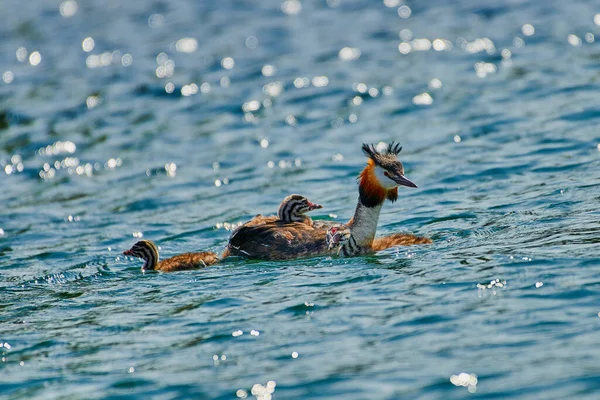 Grande Cresta Grebe Nadando Lago Lado Sus Polluelos —  Fotos de Stock