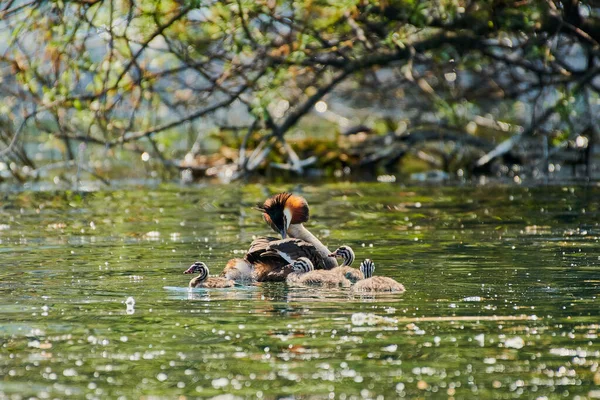 Grande Cresta Grebe Nadando Lago Lado Sus Polluelos —  Fotos de Stock