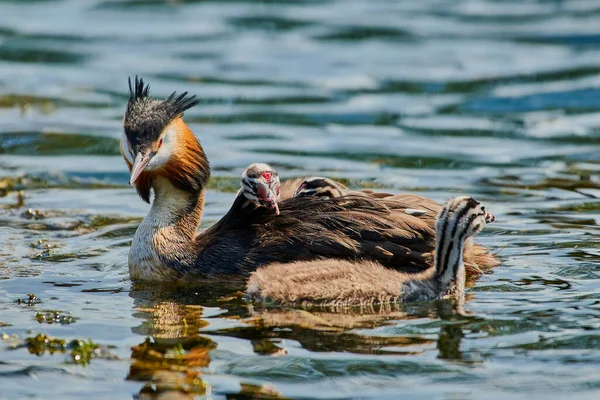 Grote Kuif Grebe Zwemmen Het Meer Naast Haar Kuikens Stockfoto