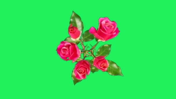 Realistico Fiore Rosa Rossa Fioritura Sfondo Verde — Video Stock