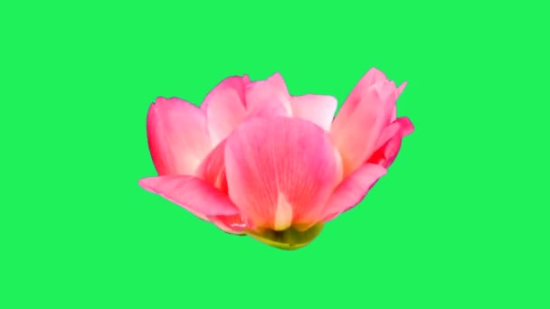 Realistic Red Flower Blooming Green Background — Stock Video