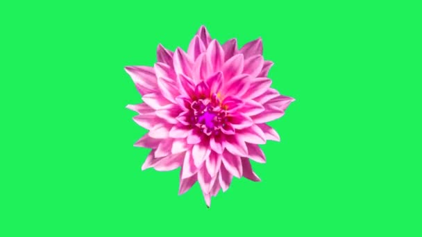 Realistic Pink Flower Blooming Green Background — Stock Video