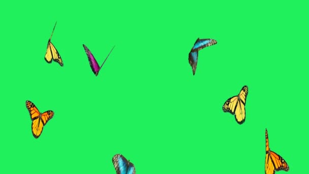 緑の背景に飛ぶ現実的なカラフルな蝶 — ストック動画