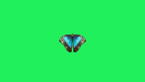 Реалистичные Красочные Бабочки Летят Зеленом Фоне — стоковое видео