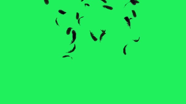 Realistic Black Feather Floating Green Background — Stock Video