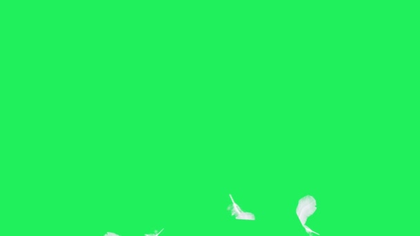 Realistic White Feather Floating Green Background — Stock Video