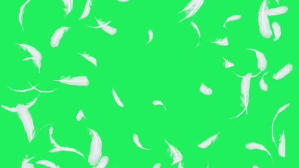 緑の背景に浮かぶ現実的な白い羽 — ストック動画