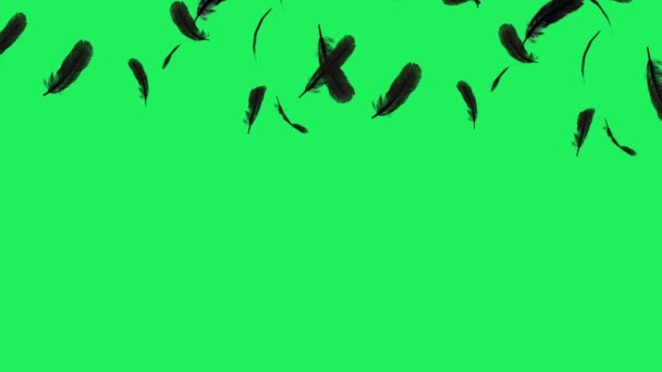 緑の背景に浮かぶ現実的な黒い羽 — ストック動画