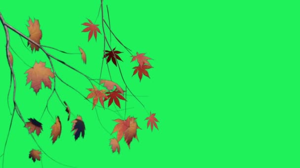 Realistische Twijgen Bladeren Oranje Groene Achtergrond — Stockvideo