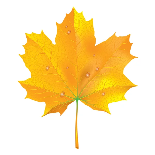 Refelic Fall Maple Leaf — стоковый вектор