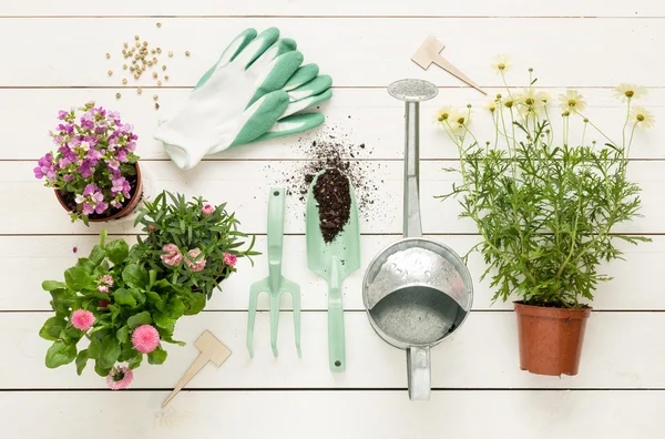 Primavera - herramientas de jardinería y flores en macetas en madera blanca —  Fotos de Stock