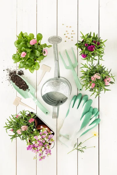 Spring - gardening tools and flowers in pots on white wood — Stock Photo, Image