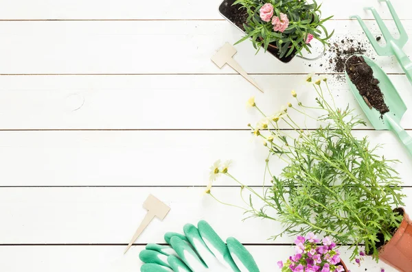 Primavera - herramientas de jardinería y flores en macetas en madera blanca —  Fotos de Stock