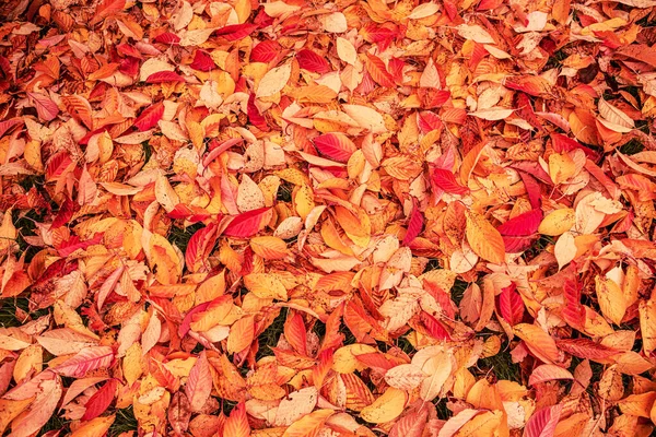 Natural Autumn Fall Leaves Ground Captured Yellow Red Orange Colorful — Stock Photo, Image