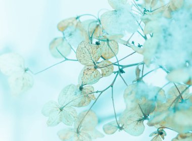 Kış bahçesi - donmuş ortanca (hortensiya) çiçek dalı (makro). Karlı hava doğa detayları. Pastel mavi çiçek arkaplanı.