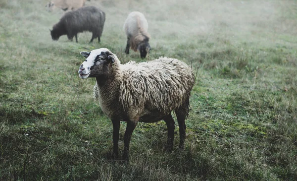 Ovce Pasoucí Pastvinách Podzimní Mlhavá Louka Farmě Stock Snímky