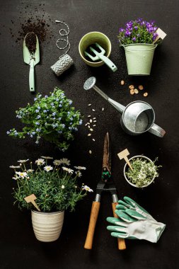 Saksı çiçekleri, bahçe aletleri ve siyah arka planda sulama kutusu. Bahar bahçesi olur. Bahçıvan ekipmanları yukarıdan yakalandı (üst görünüm, düz yatıyordu).