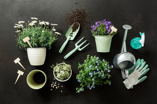 Fiori Vaso Attrezzi Giardinaggio Annaffiatoio Sullo Sfondo Nero Giardino Primaverile — Foto Stock