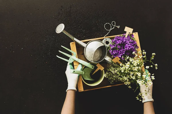 Gardening Tools Pot Flowers Watering Can Gardeners Hands Black Background — Stock Photo, Image