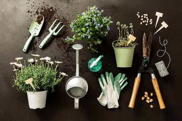 Gartengeräte Topfblumen Und Gießkanne Auf Schwarzem Hintergrund Frühlingsgarten Funktioniert Gartengeräte — Stockfoto