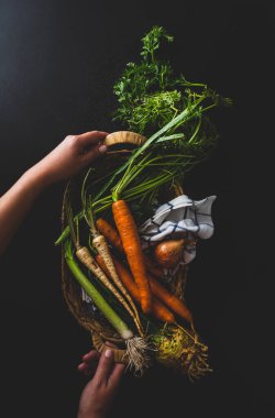 Çiğ sebze / havuç, havuç, kereviz, pırasa / sepete. Bahçeden taze hasat aşçıların ellerinde. Yukarıdan (en üstteki görünüm) siyah arkaplanda görüntülendi.