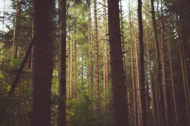 Woodland Baclground
