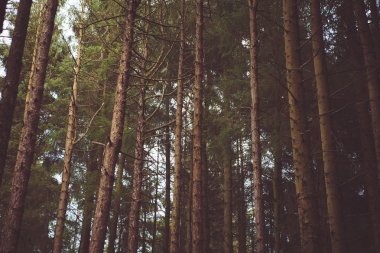 Woodland Baclground
