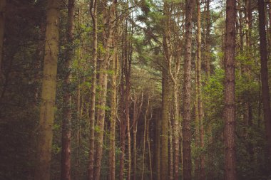Woodland Baclground