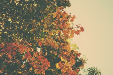 Bir retro tarzı orman görüntüsü