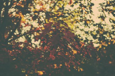 Bir retro tarzı orman görüntüsü