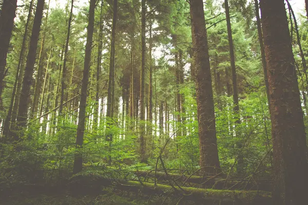 숲 배경 — 스톡 사진