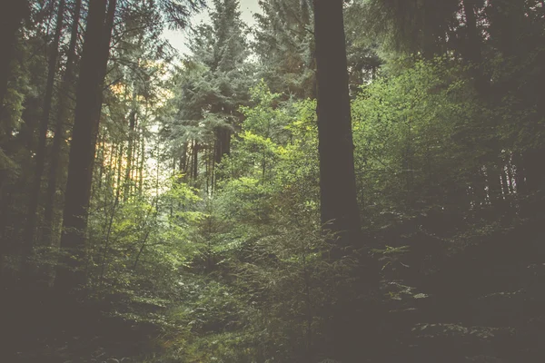 Лісовий фону — стокове фото