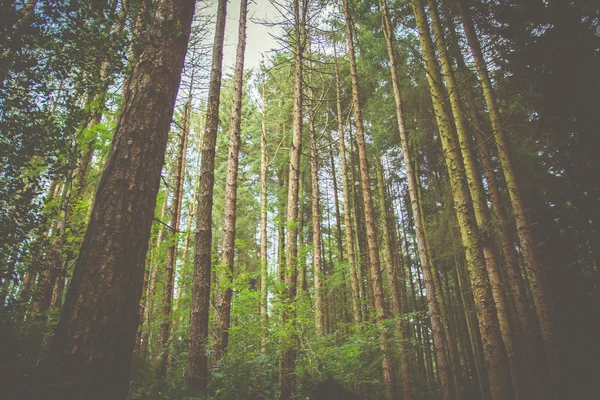 Bosque de fondo — Foto de Stock