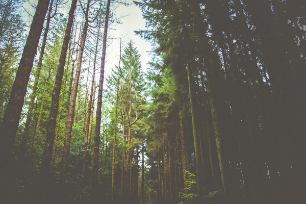 Woodland Background — Stock Photo, Image