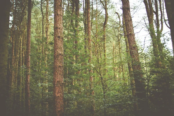 Лісовий фону — стокове фото