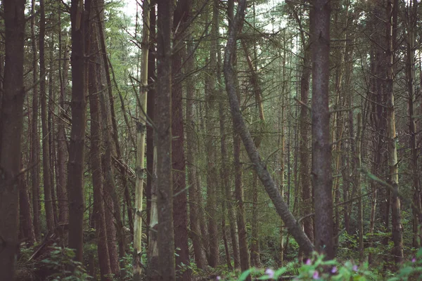 Fond forestier — Photo