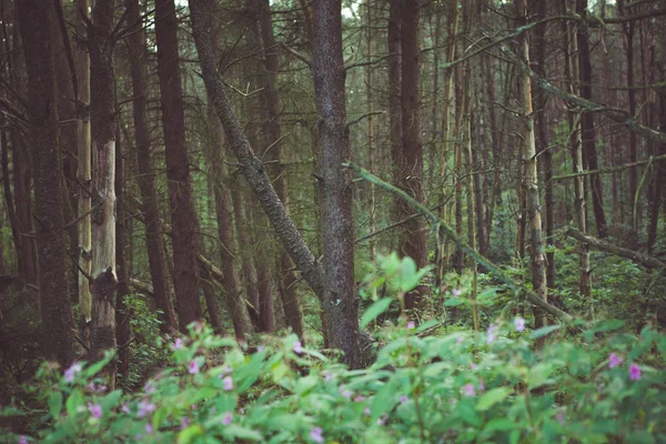 Woodland Background — Stock Photo, Image