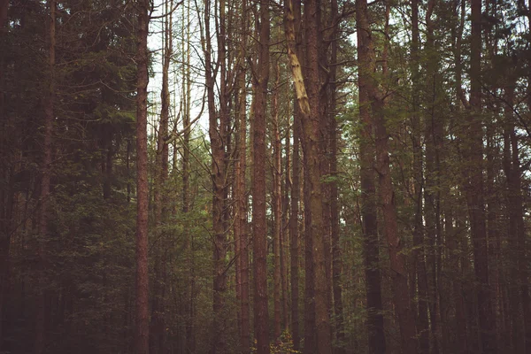 Floresta Baclground — Fotografia de Stock