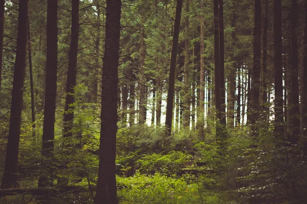 Лесной Baclground — стоковое фото