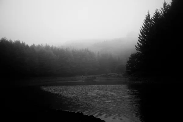 Bosques fundo — Fotografia de Stock