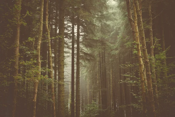 Lasy styl zdjęć — Zdjęcie stockowe