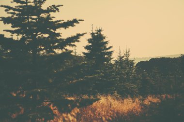 Bir retro tarzı orman görüntüsü