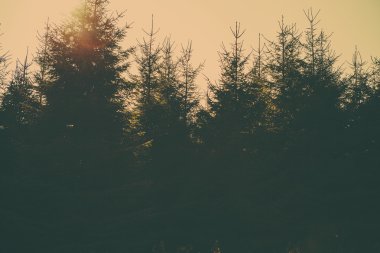 Bir retro tarzı orman görüntüsü