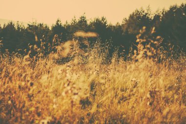 Bir retro tarzı orman görüntüsü